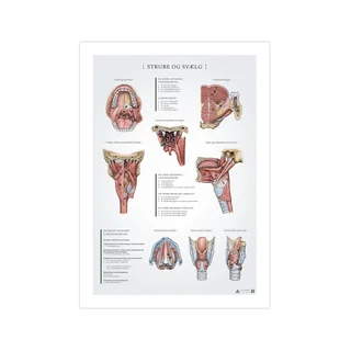 Torok és garat anatómiai poszter 50x70mm