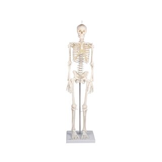 Miniatűr csontváz Patrick