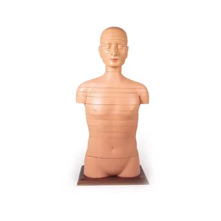 Korong törzs életnagyságban