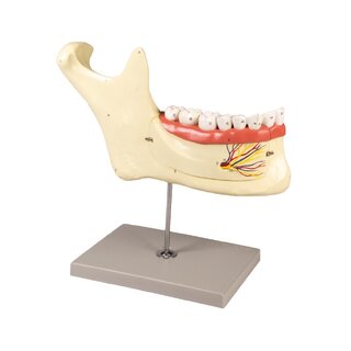 Mandibula modell 6 részes