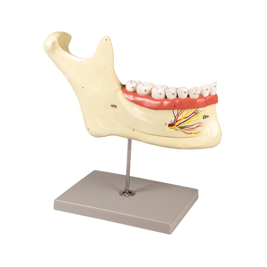 Mandibula modell 6 részes