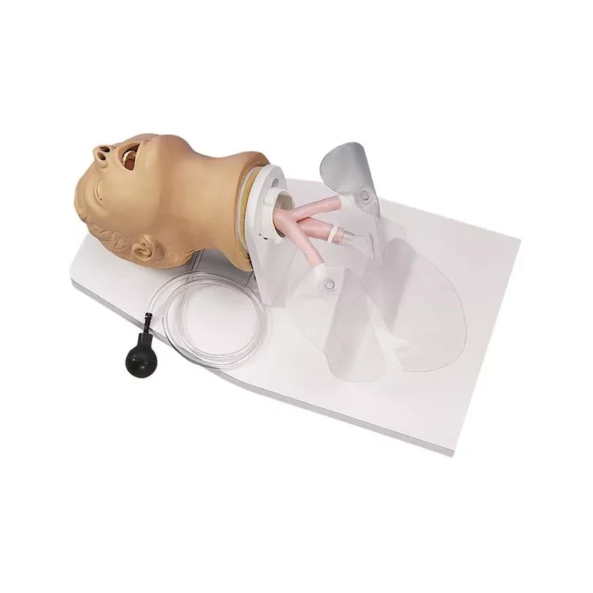 Intubációs modell felnőtt
