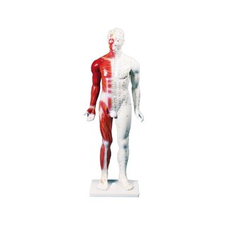 Kínai akupunktúrás figura, férfi, 80 cm