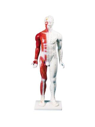 Kínai akupunktúrás figura, férfi, 80 cm