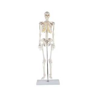 85 cm-es, részletgazdag csontvázmodell