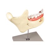 Mandibula modell 6 részes