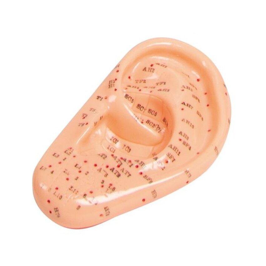 Akupunktúrás modell Fül 22 cm