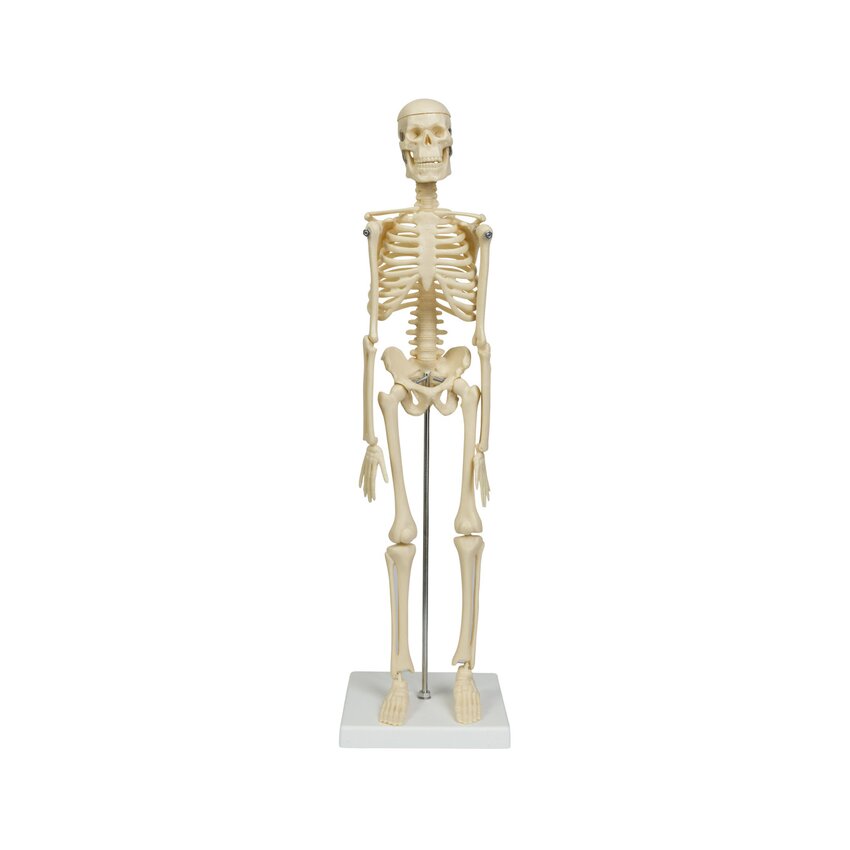 Mini csontváz modell 45 cm