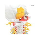 A nyakcsigolyák modellje