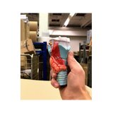 Torokmodell nyakkal és nyelvvel 5 részből áll