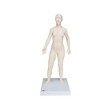 Akupunktúrás modell 70 cm - Női