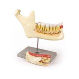Mandibula modell 6 részes