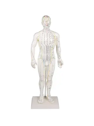 Kínai akupunktúrás figura, férfi