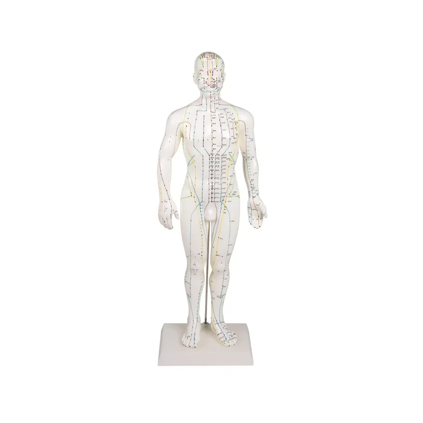 Kínai akupunktúrás figura, férfi