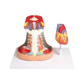 Mediastinum, természetes méret