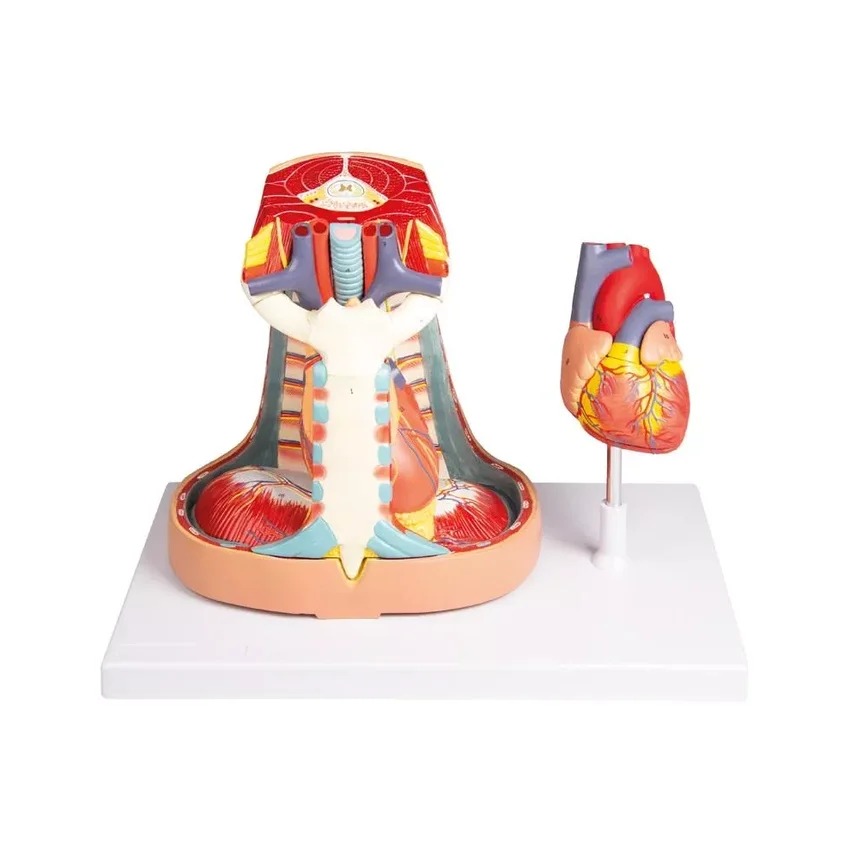 Mediastinum, természetes méret