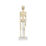 Mini csontváz modell 45 cm