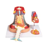 Mediastinum, természetes méret
