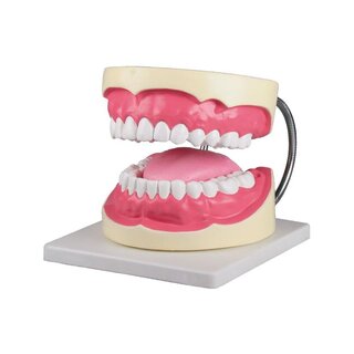 Dentálhigiénikus fogmodell