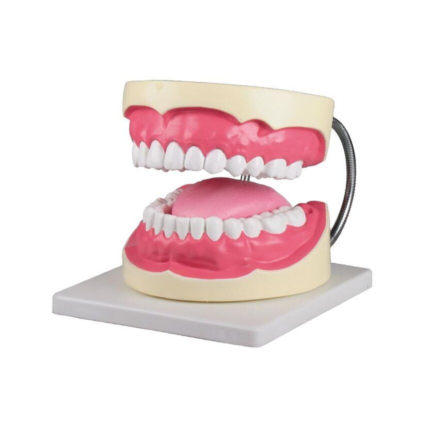 Dentálhigiénikus fogmodell