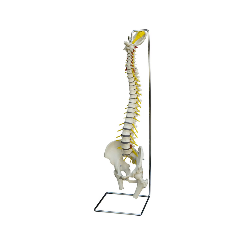 Rüdiger Anatomie - Gerincmodell