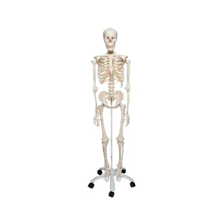 Extra robusztus vázmodell