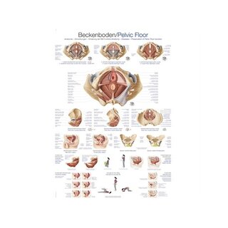 Medence medencefenék anatómiája 70x100 cm Angol és német, latin laminált