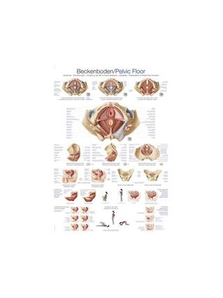 Medence medencefenék anatómiája 70x100 cm Angol és német, latin laminált