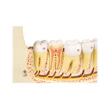 Mandibula modell 6 részes